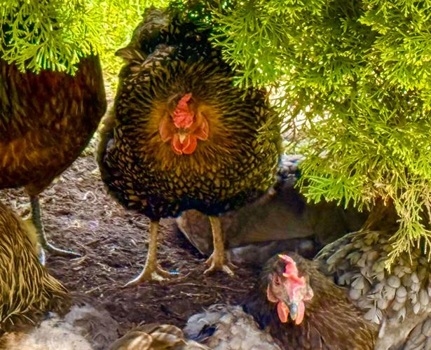 Chickens