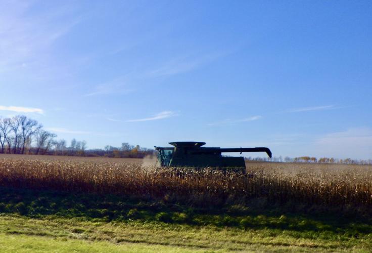 Cornfield