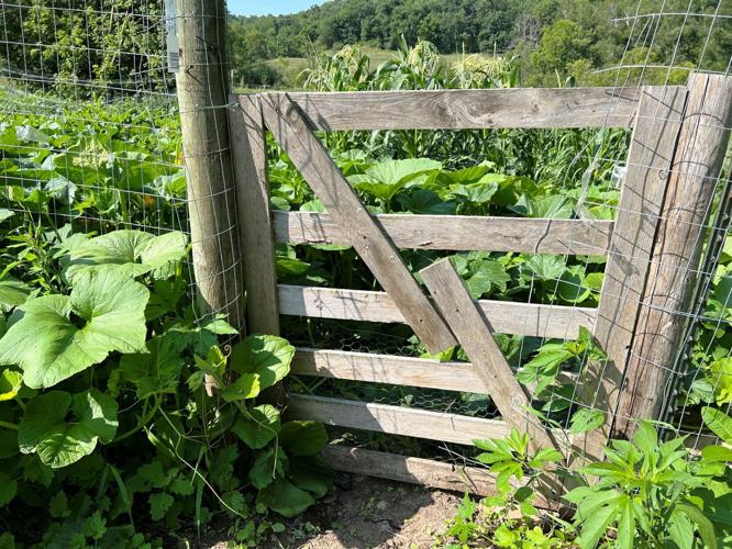 Garden gate