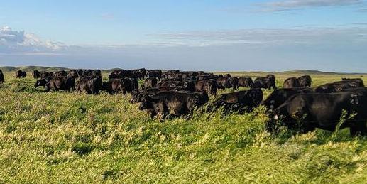 Spickler Ranch North cattle