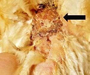 Lesion on chicken caused by Northern fowl mites