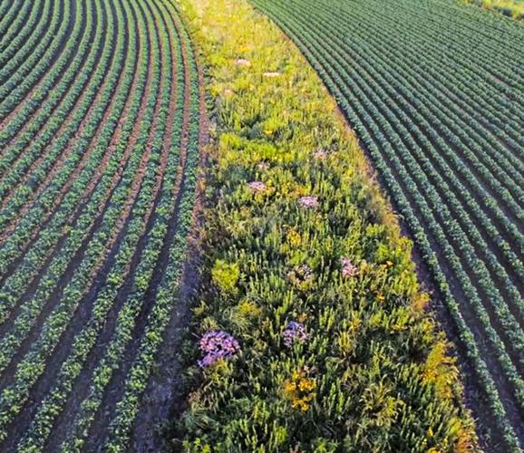 Prairie strip