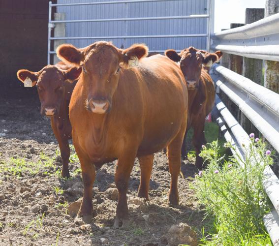 Fat cattle at Grazin' Beef