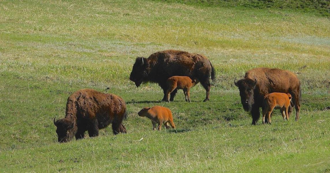 Project aims to enhance bison-ranching operations