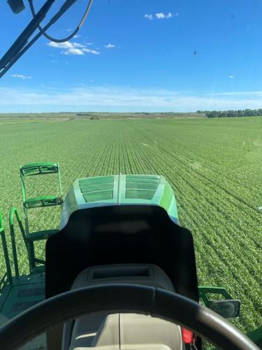 Spring wheat from the cab