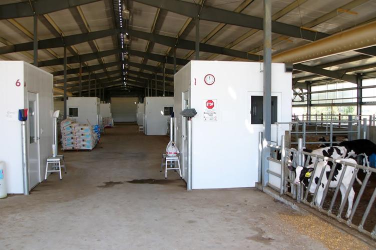 Automated feeding for 240 calves