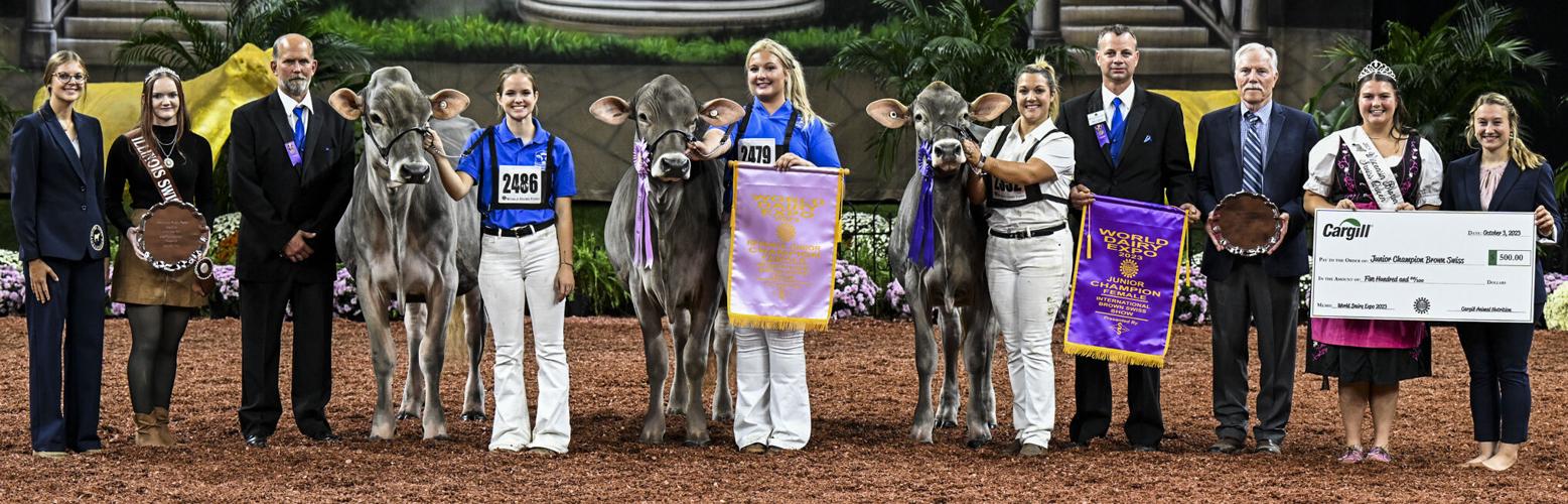 Junior champion and reserve junior champion of 2023 International Brown Swiss Show