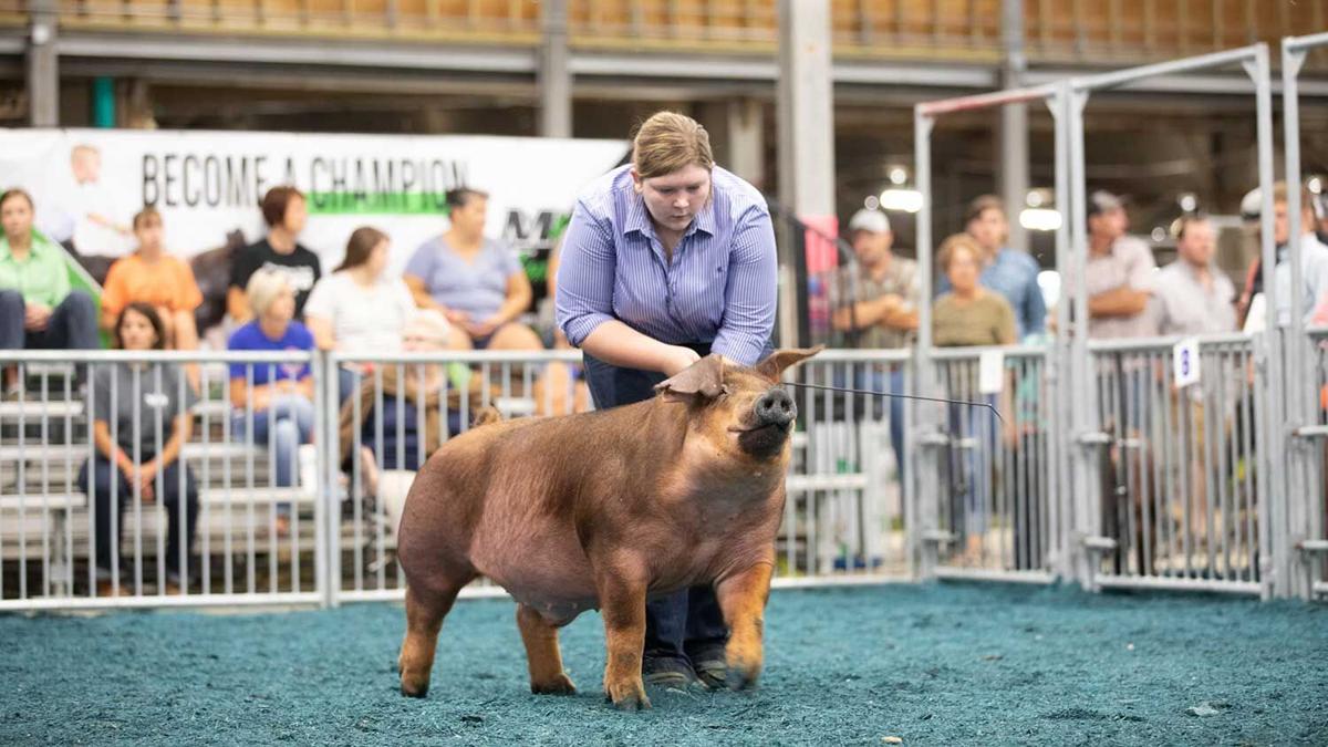 Ally Troesser showing pigs