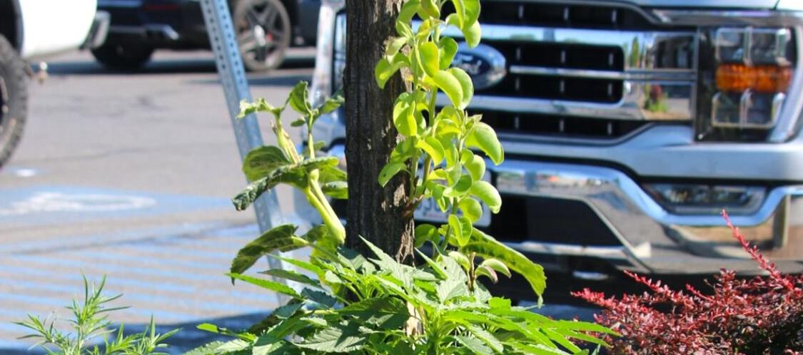 Palmer amaranth in Washington