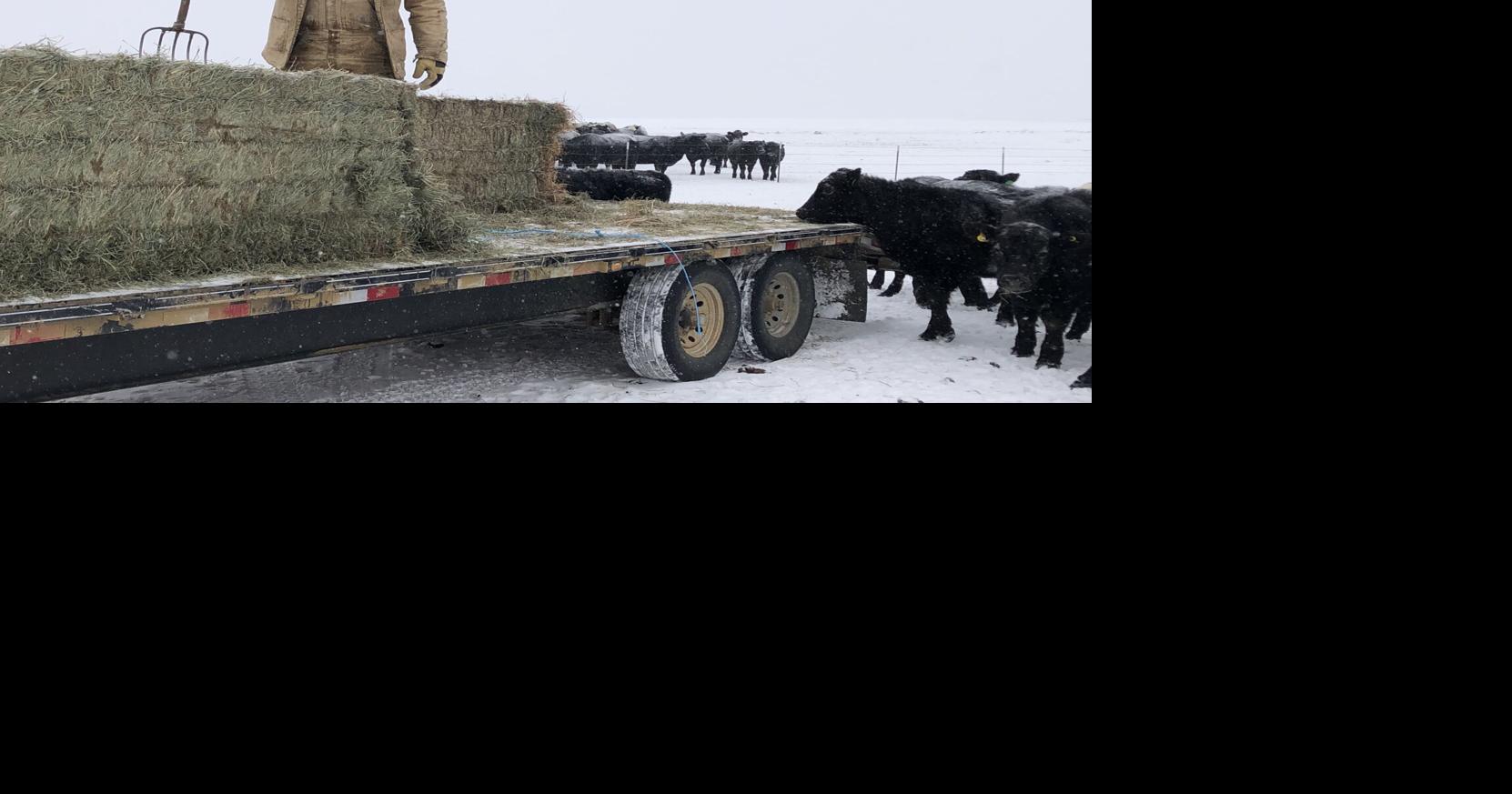 Mott continues to feed cattle, enjoy the calm before calving begins