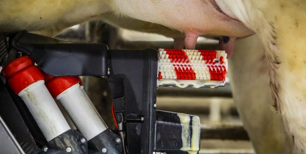 Milking robot cleans cow's teats