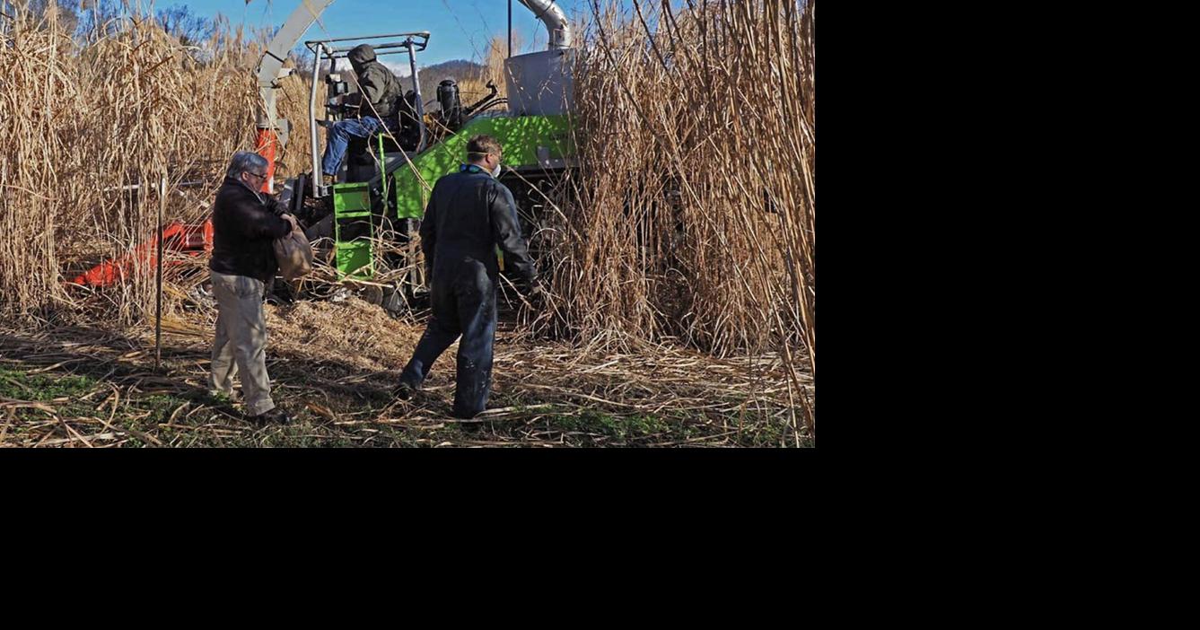 Bioenergy crops mitigate greenhouse gases