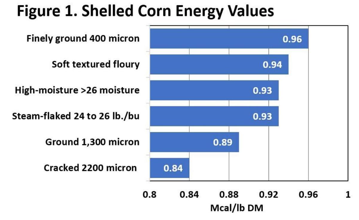 Shelled corn energy values