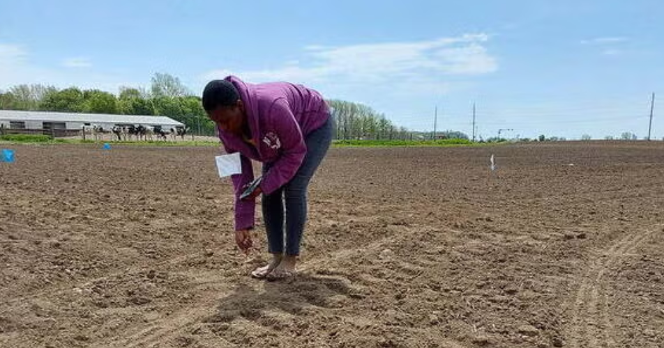 Biochar pellets may help manage phosphorus