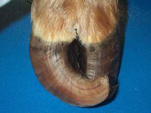 Corkscrew claw