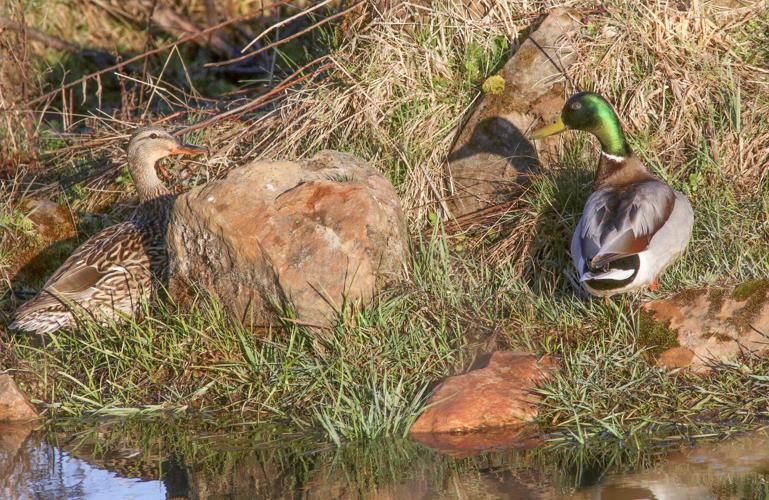 Ducks