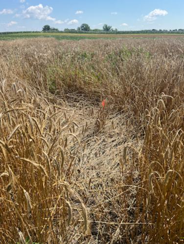 Hybrid rye lodging