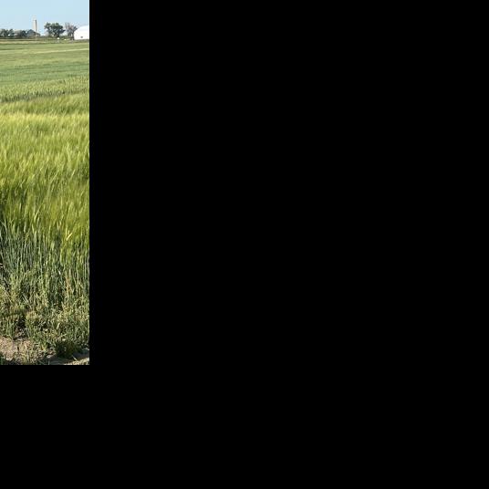 Dr. Rich Horsley, NDSU