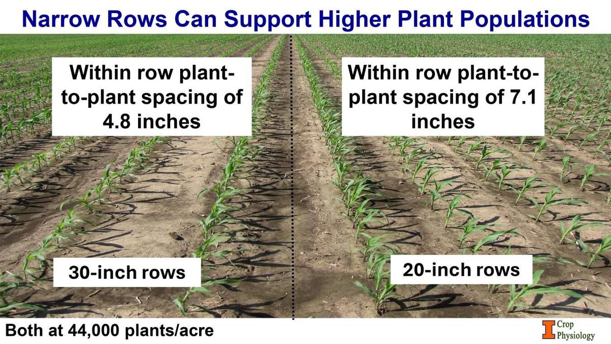 Higher corn plant populations