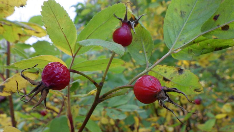 Rosehips