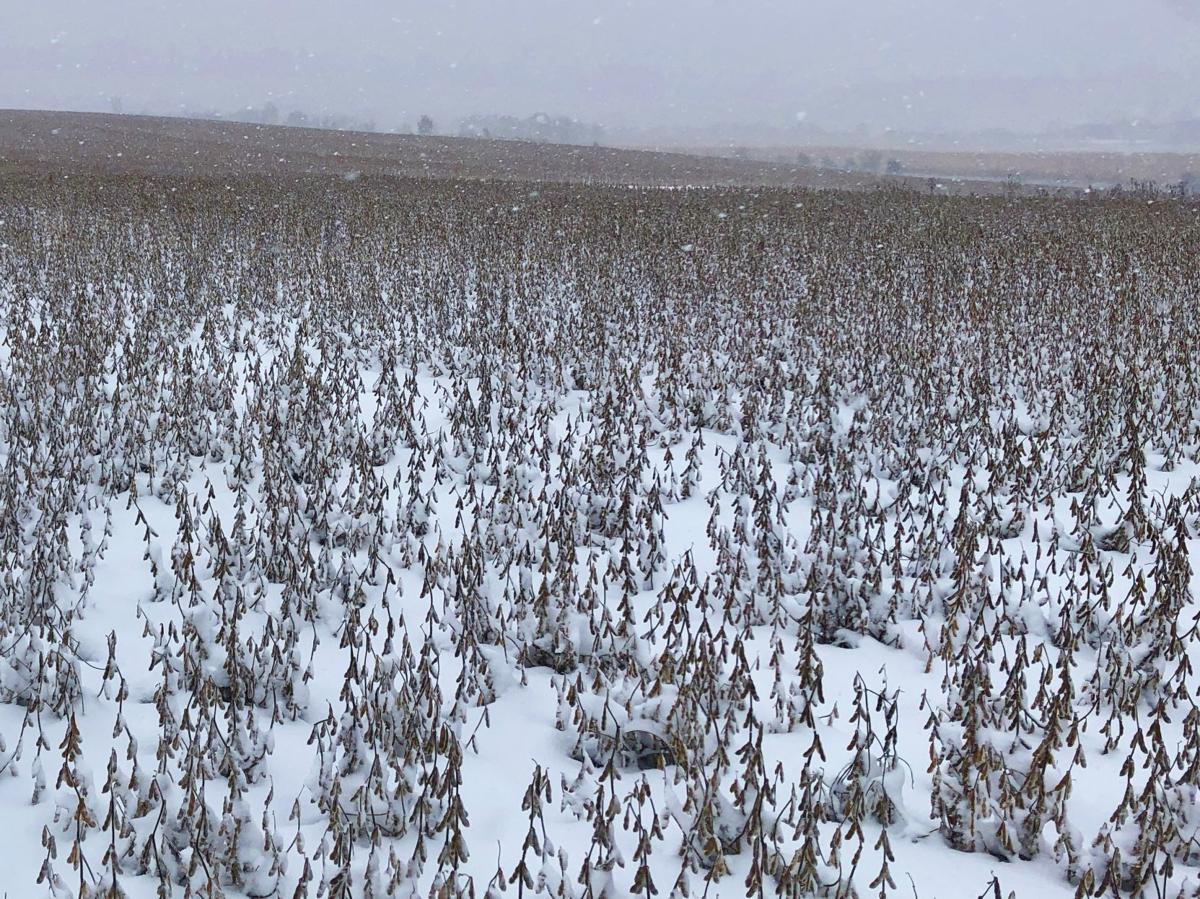 Snow falls on harvest Oct. 31, 2019