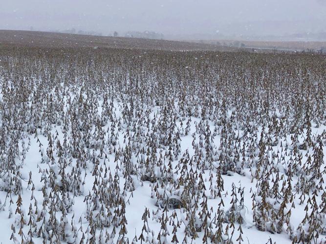 Snow falls on harvest Oct. 31, 2019