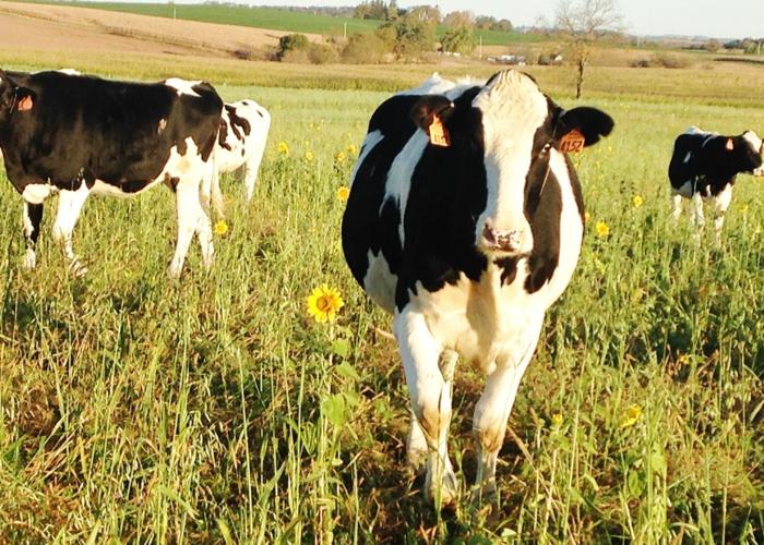 Holstein heifers grazing cover crops