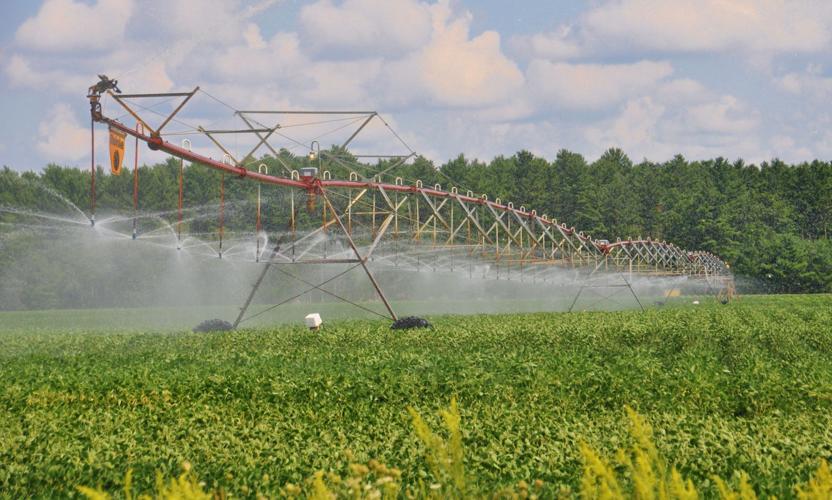 Irrigated beans