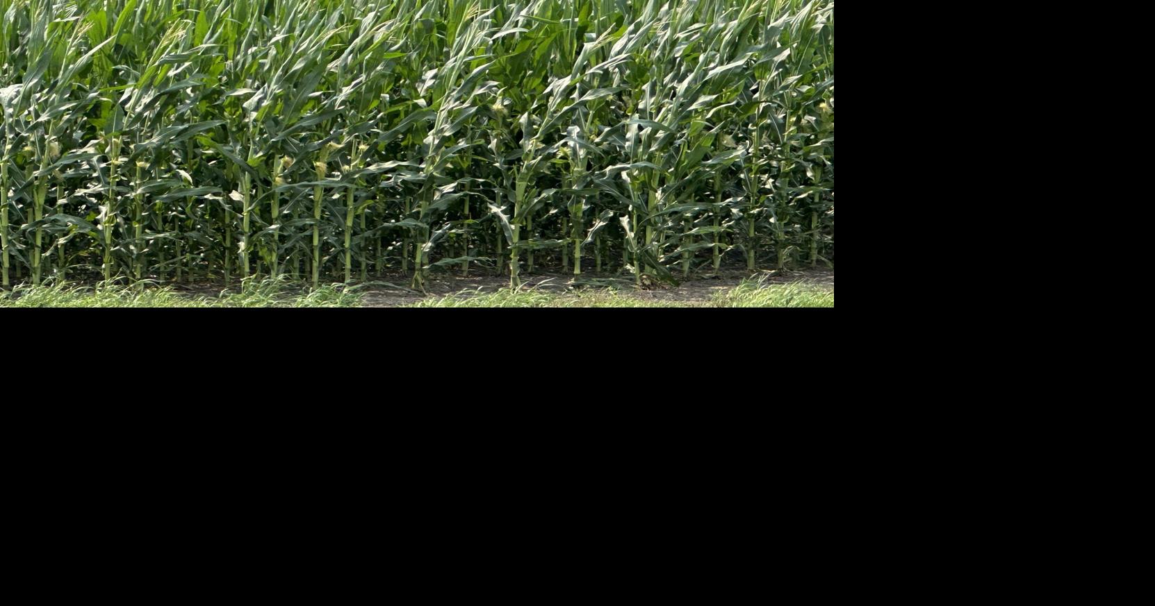 Agricultural Coalition for USMCA wants Mexico to increase US ethanol imports
