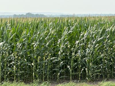 Corn to ethanol