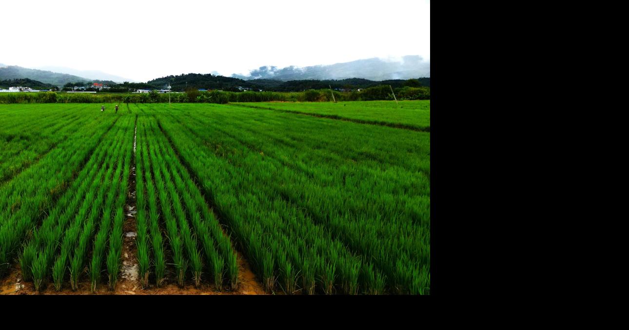 Farmers move to better perennial rice