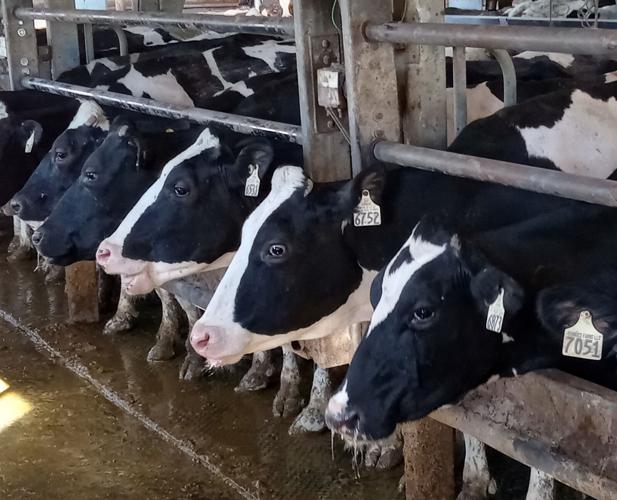 Dairy cows