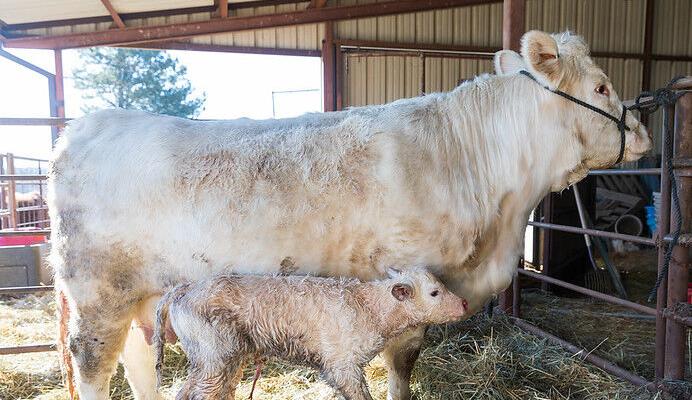 Cow and calf