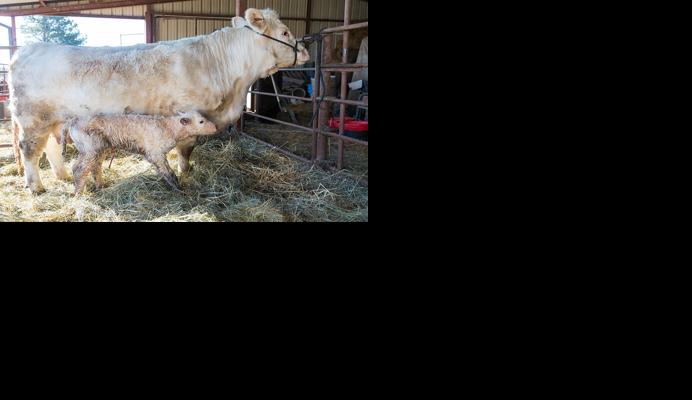 Cow and calf