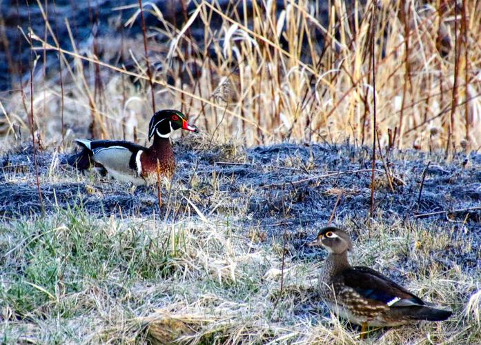 Wood ducks