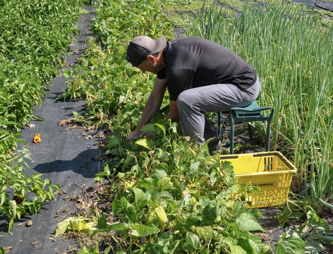 Patrick Schaffner harvests