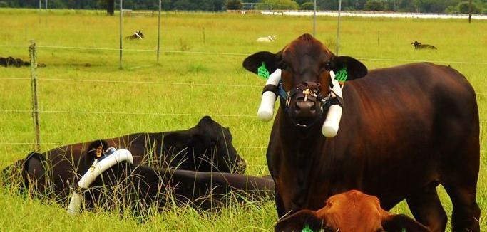 Cattle wearing methane-measuring devices