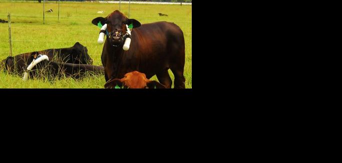 Cattle wearing methane-measuring devices