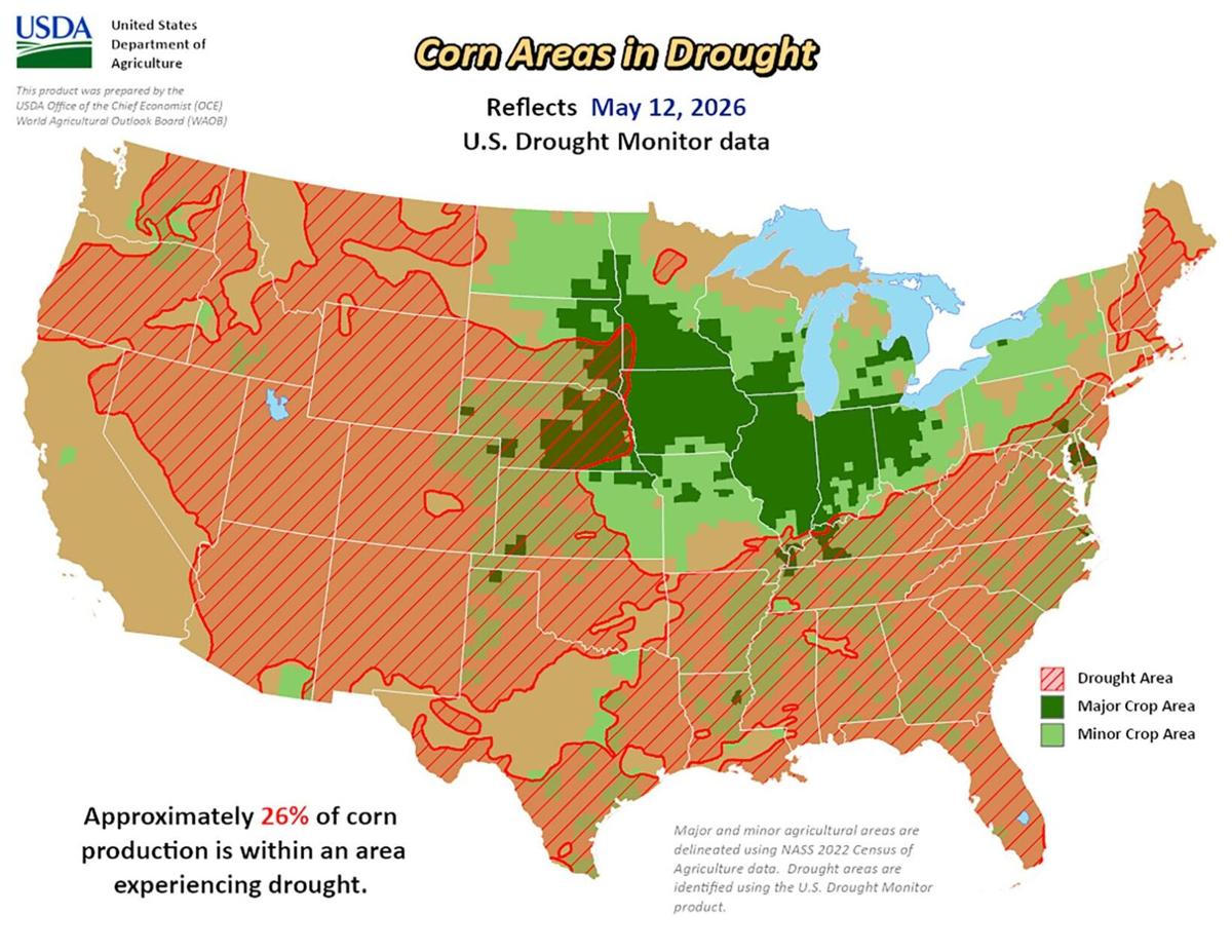 Corn in drought