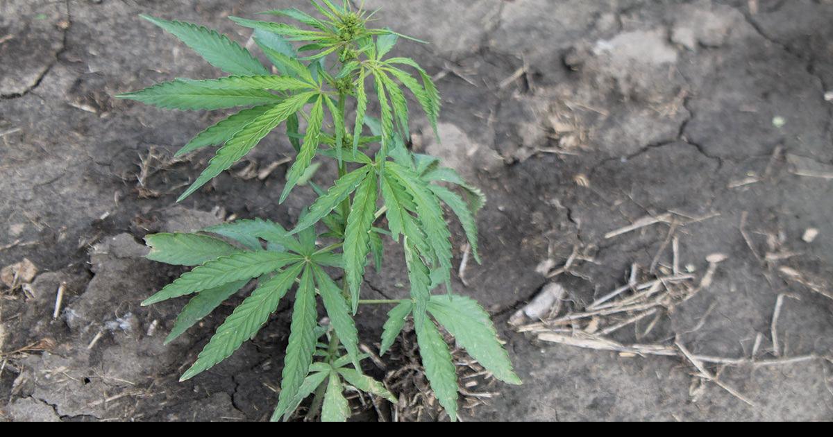 Extension guides help industrial hemp growers