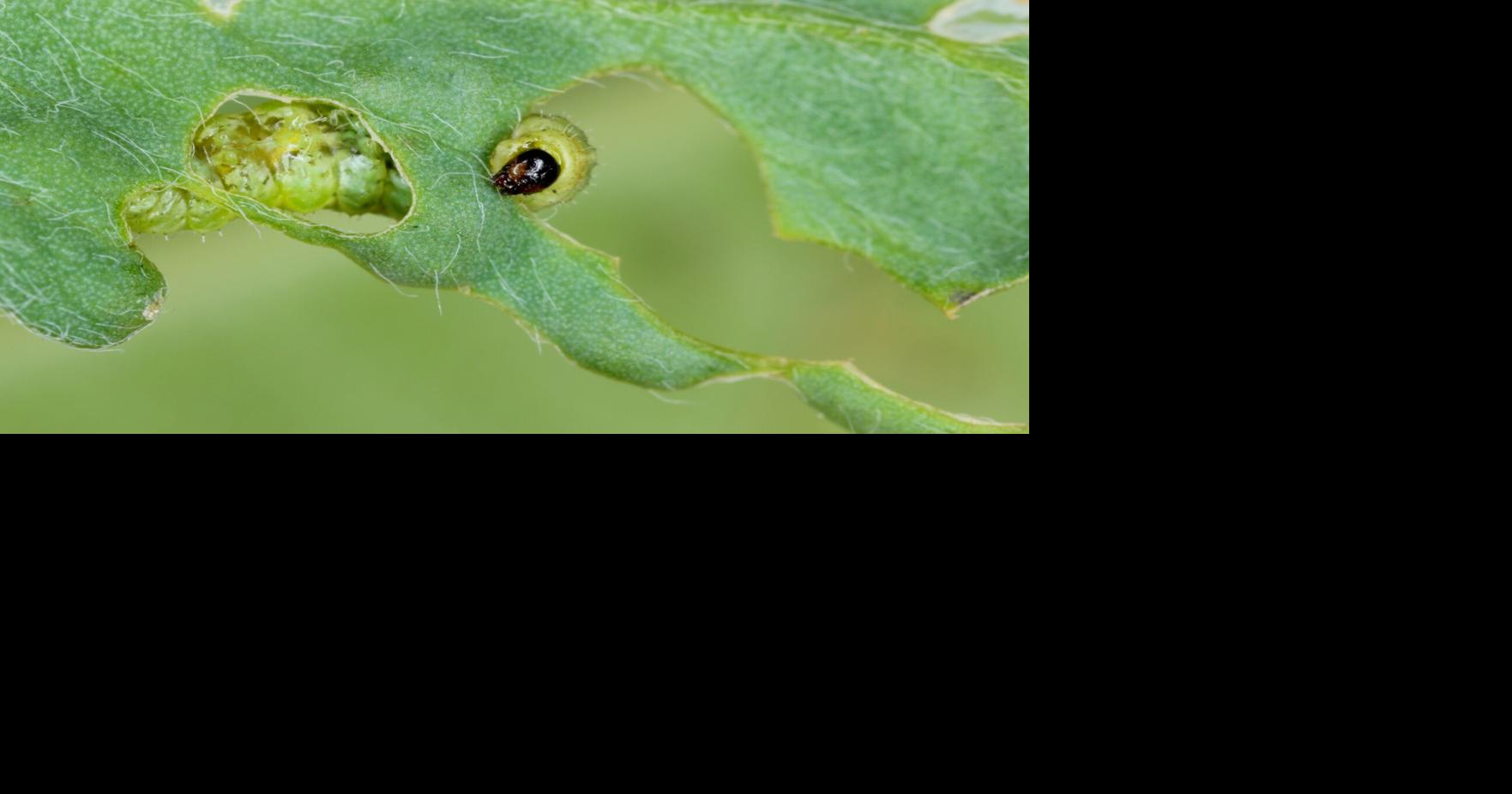 Pest control and harvest flexibility HarvXtra Alfalfa offers a smarter ...