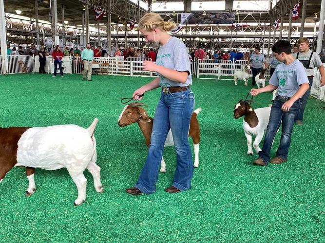 4-H goats