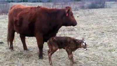 Cow with calf