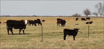 cattle in pasture