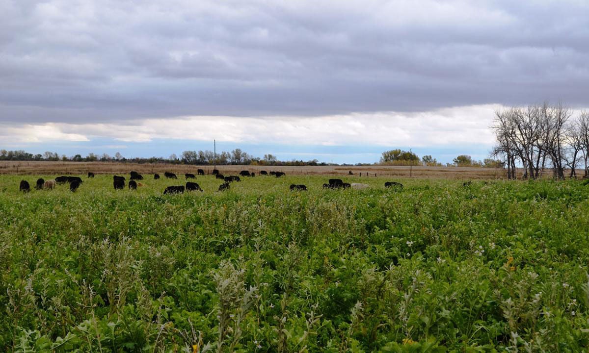 Grazing cover crops