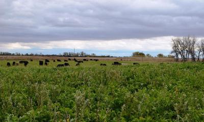 Grazing cover crops