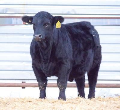 Five Pine Cattle Co.