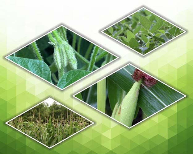 Estimating Market Implications From Corn and Soybean Yields Under Climate Change in the United States