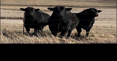 Focus on bull recovery after breeding season - Vimarsana News