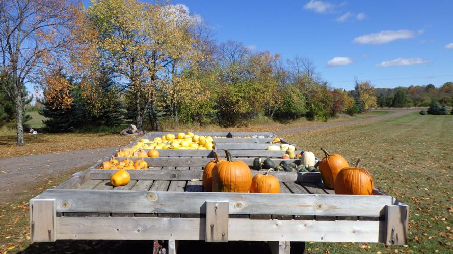 Pumpkins